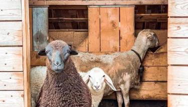 AGRITURISMO DAL PEROTIN - Foto 5