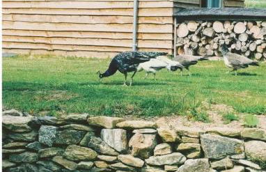 Bream Barn - sea view, woodburner, easy walk to the beach, parking, full kitchen - Foto 22