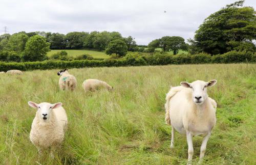 Under Oak Pod - Photo 35