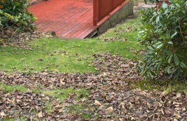 Craigievar Cottage Skelmorlie - Foto 47