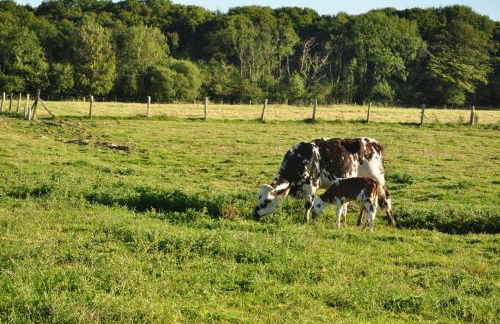 Longère Normande - Foto 29