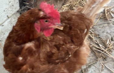 Cottage Farmhouse - Photo 11