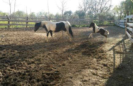 Apartments Babic - Photo 28