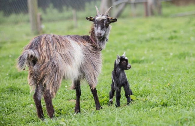 Country House on a Beautiful Medieval Estate - Foto 66