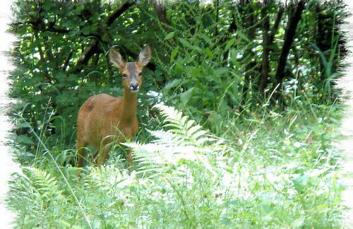 Blelham Tarn Rustic cabin in tranquil woodland - Foto 26