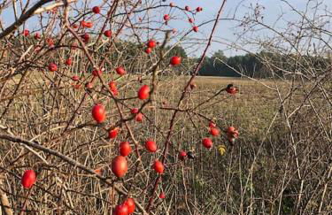 Haus an Fluss und See - Foto 52