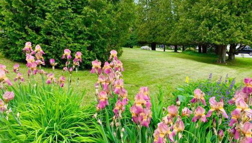 Carraig Beag Cottage - Foto 2, Garden