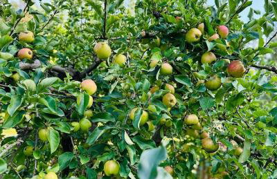 Gościniec Zacisze w Kłodnicy - Foto 54