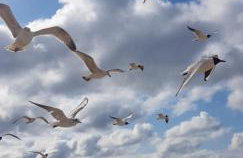 PINEA BALTIC - Double Sea View - Apartment z widokiem na morze - Photo 57