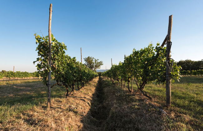 Agriturismo la Torricella - Foto 30
