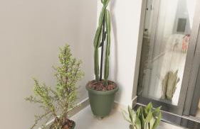 Jahu Center Casas Un 8 - Foto 15