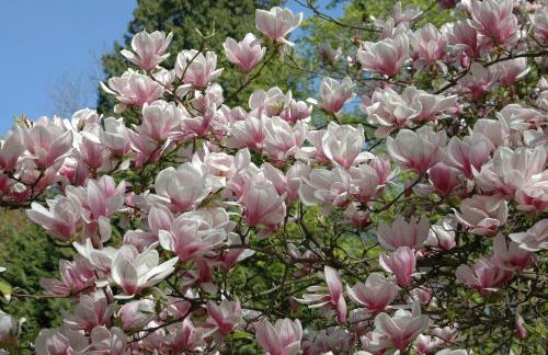 Schloss Langenzell, Fürstensuite - Foto 10
