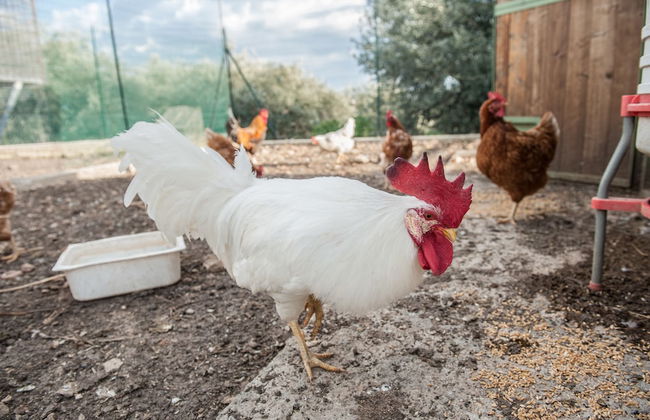 Il vecchio frantoio - Foto 24