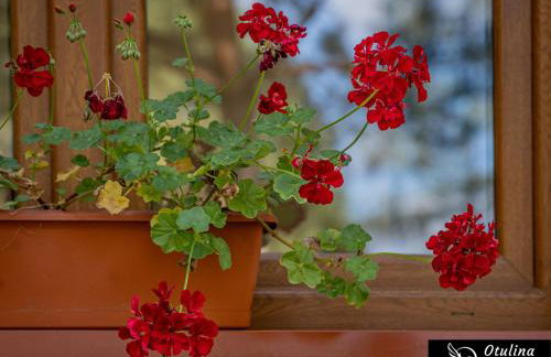 Otulina Mazur - Całoroczny dom w otoczeniu przyrody - Foto 33