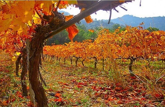 Sobreiros's Villa in Douro Valley - Foto 44