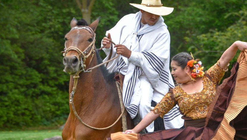 Espetáculo de marinera com cavalos peruanos de passo