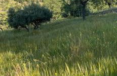 cortijo la alberquilla - Foto 26