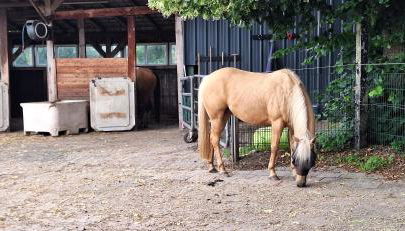 Ferienwohnung Eulennest, 35230 - Foto 3