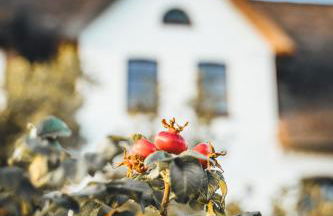 Rickmer's Hoff Reetdachhaus mit Sauna und Kamin - Foto 35