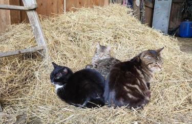 Bio Ferienbauernhof Voß - Foto 16