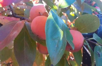 Villa Le Palmine - Foto 46