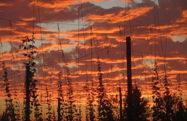 Hopyard View Farm - A Farm Experience in Ashland - Foto 1