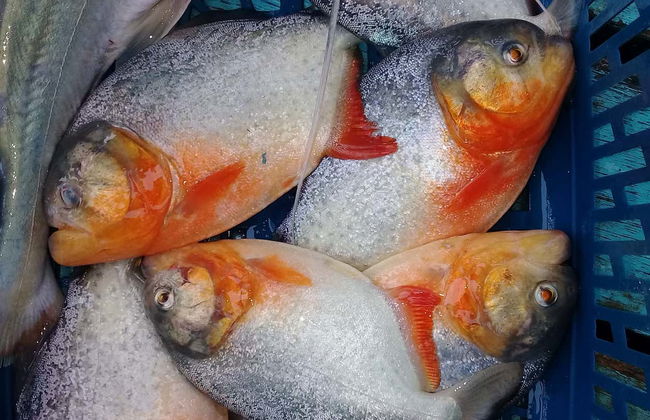 Ibare-Mamoré Protected Area Guided Tour - Foto 6