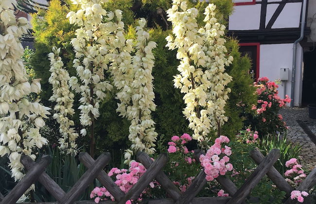 Gesindehaus Börnecke - Foto 26