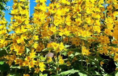 Premium Vulkaneifel Chalet - Foto 31