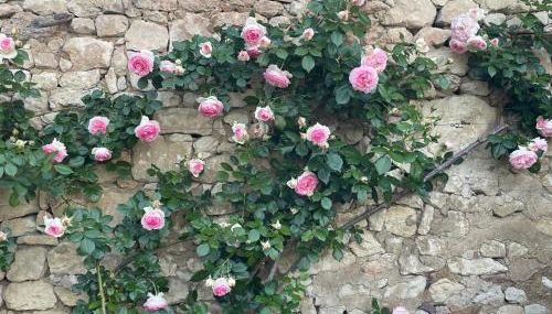 Le petit Pavillon - Foto 2