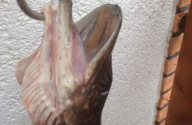 Ferienwohnung Hoppelnase mit eigener Sauna - Foto 22