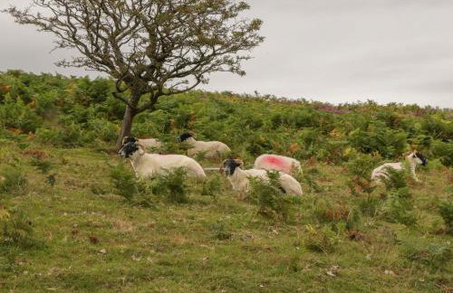 Flora's Barn - Foto 38