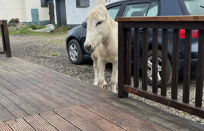 Farm Stay Property Pets and Families Welcome - Foto 38