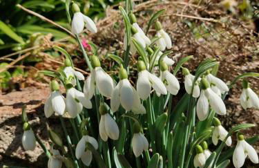 Rosa d' Inverno - Foto 44