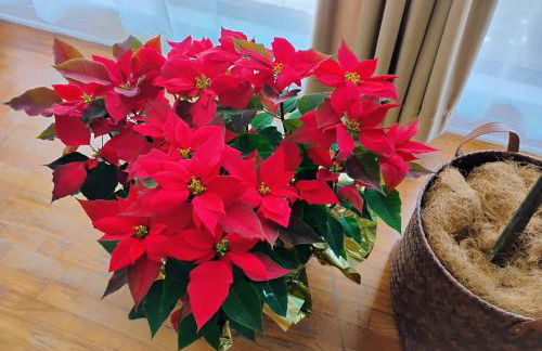 Mid-Century Modern meets Cajun Creole - Foto 13