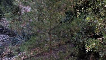 Casa con piscina - Photo 5