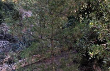 Casa con piscina - Photo 5