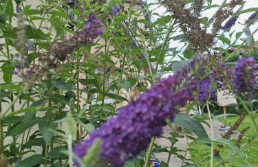 Große Ferienwohnung in Flecken Zechlin - Photo 47