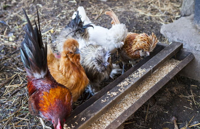 Cottage in Dlugosiodlo Near Forest Edge - Photo 28