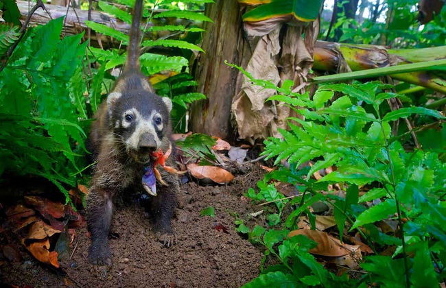 Excursión al Parque Nacional Corcovado - Foto 8