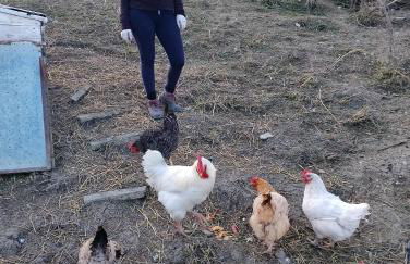 Minicasa nella fattoria - Foto 22