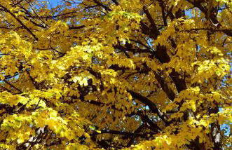 Solar da Castanha - Forest House - Foto 45