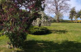 Küstenblüte - Foto 34