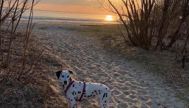 FeWo Lütt Nest in Sankt Margarethen Hunde sind herzlich willkommen - Foto 2