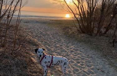 FeWo Lütt Nest in Sankt Margarethen Hunde sind herzlich willkommen - Photo 2