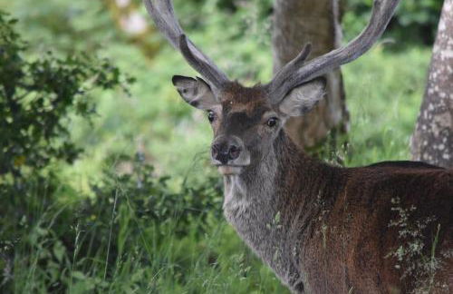 Linnhe Apartment, Kinlochlaich House - Foto 32