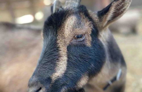 Vintage RV Creekside Nature Retreat near Ojai next to Swim Holes Hike - Foto 46