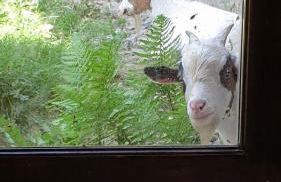 Chez Patoue Gîte et Chambre d'hôtes - Photo 37