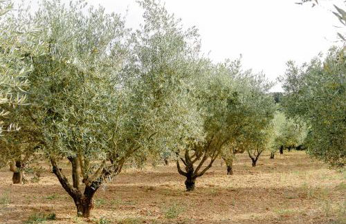 Casa das Nogueiras - Foto 57