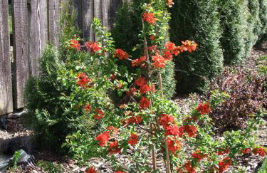 Jeziorosfera. Stodoła przy wodzie. - Foto 29